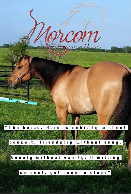 Morcom Performance Horses