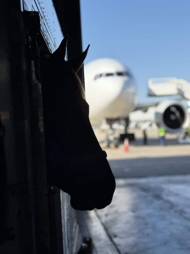 Katie Schroeder Equiflight