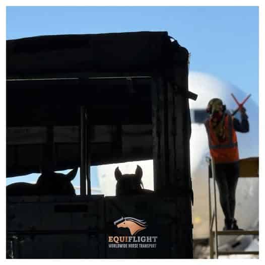 Katie Schroeder Equiflight