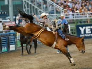 Jackson Hole Rodeo