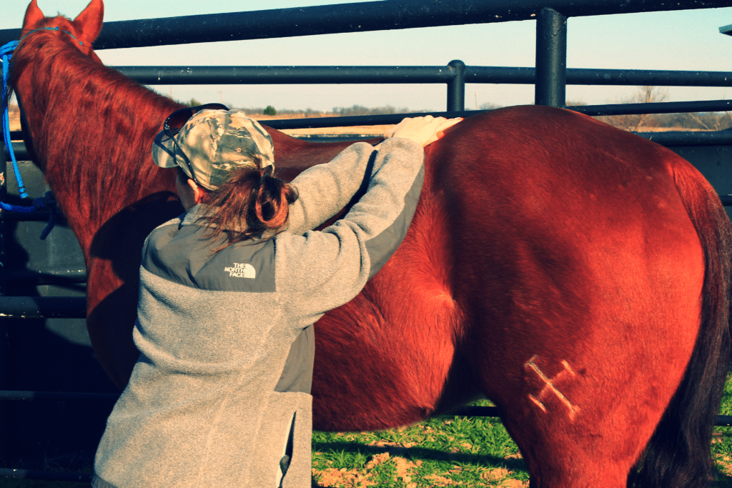 Morcom Performance Horses